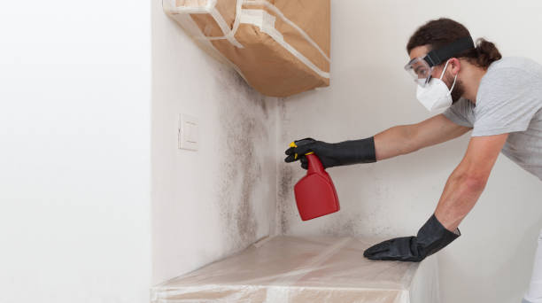 Professional Attic Mold Remediation technician working in Bayport, MN
