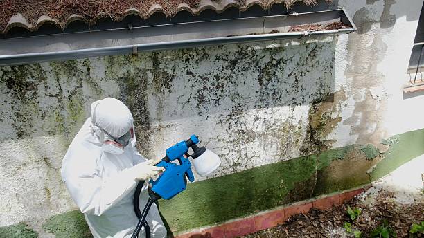 Top rated local Attic Mold Remediation specialists in Bayport, MN